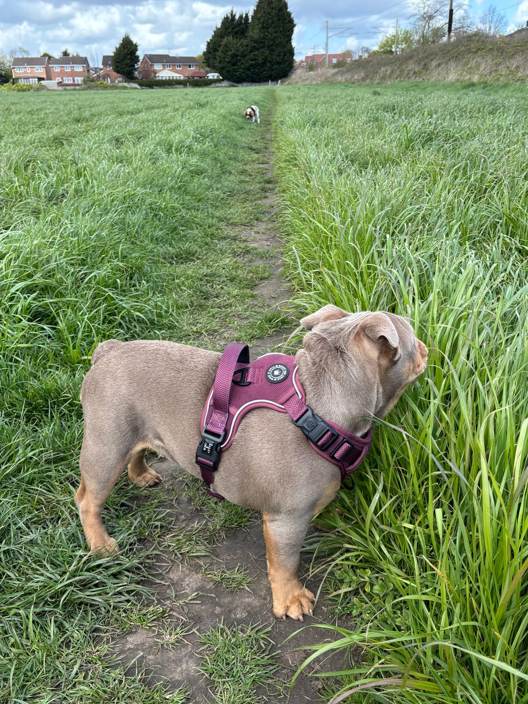 Customer photo review of Trail & Glow® Dog Harness - Mulberry Tweed