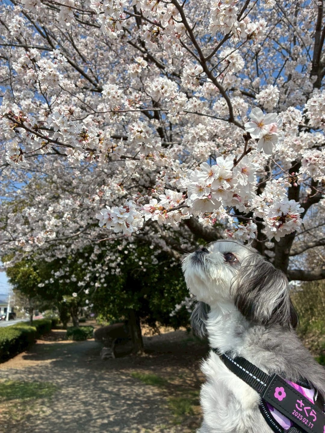 Customer photo review of ハーネス専用お名前タグ（２枚セット・マジックテープ式）