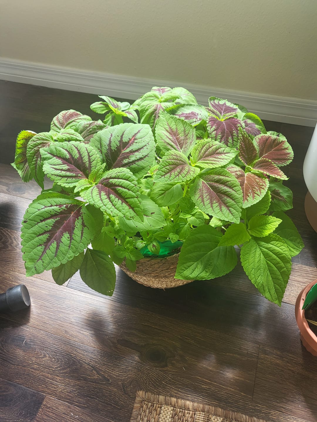 Customer photo review of Fungus Gnat Death Drops