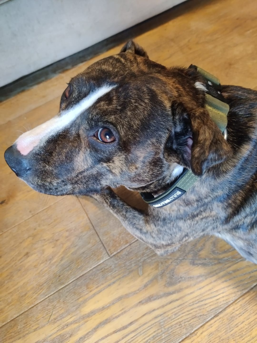 Customer photo review of 4cm Combat® Collar | Handle & Rated Clip -  Khaki