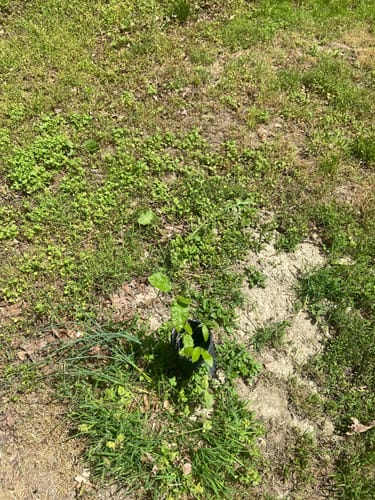 Customer photo review of Hybrid Chestnut