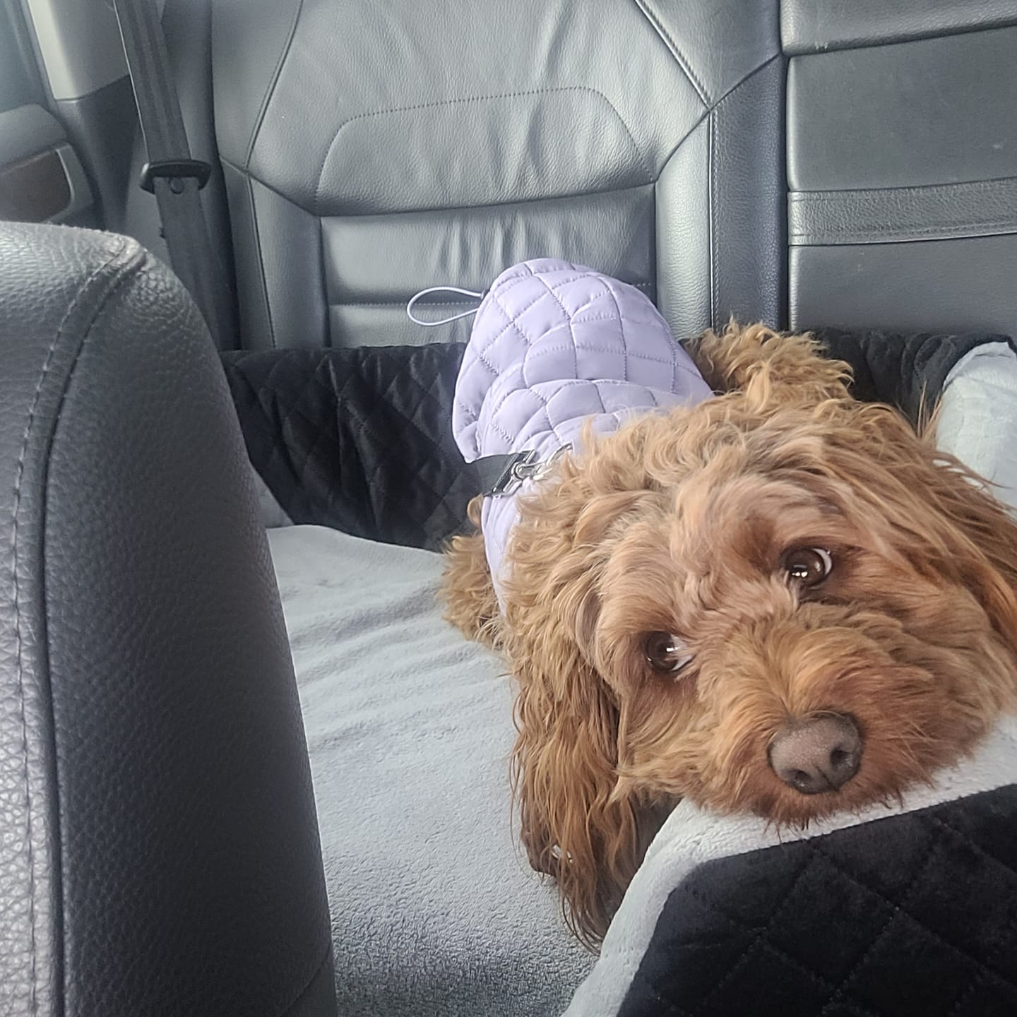 Customer photo review of Dog Car Booster Seat