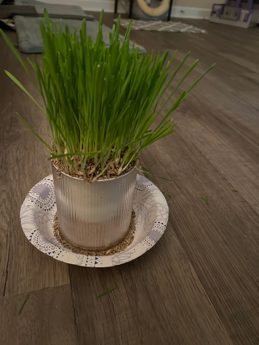 Customer photo review of Michu All-in-One Soil-Free Cat Grass Grow Kit - Made In USA