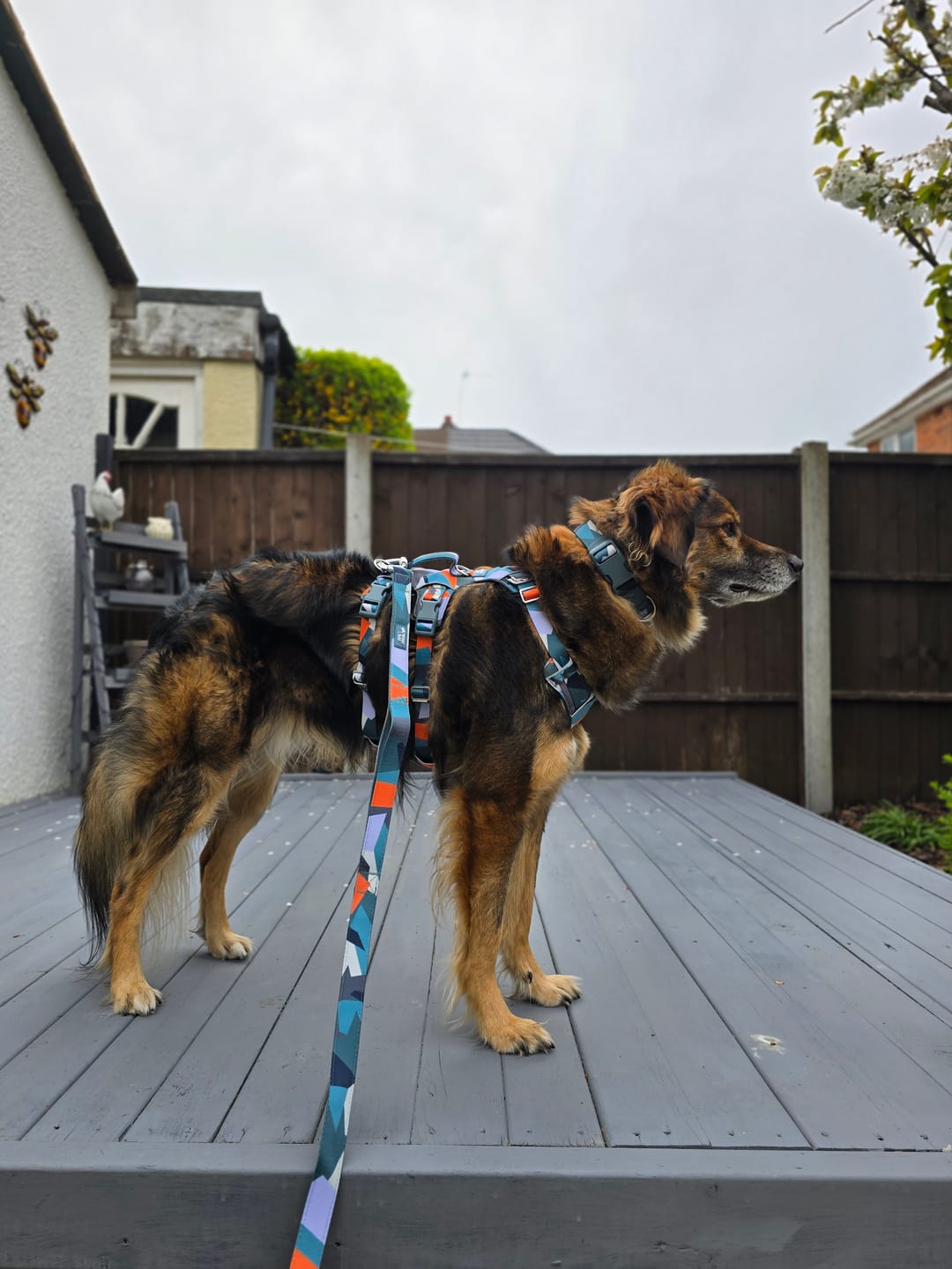 Customer photo review of Scramble Harness