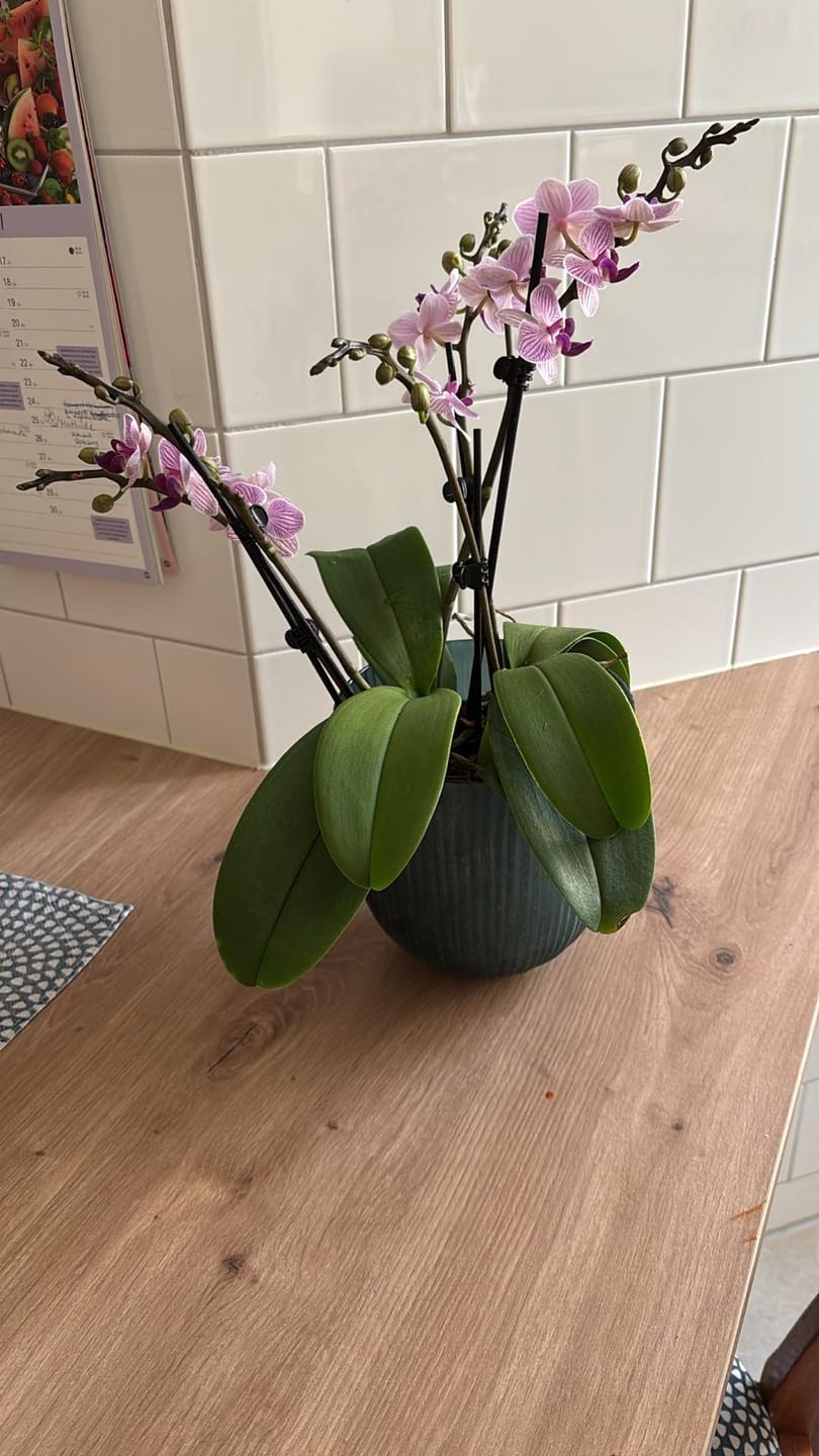Customer photo review of Table Dance Farbmix im 3er Set mit 3 Rispen