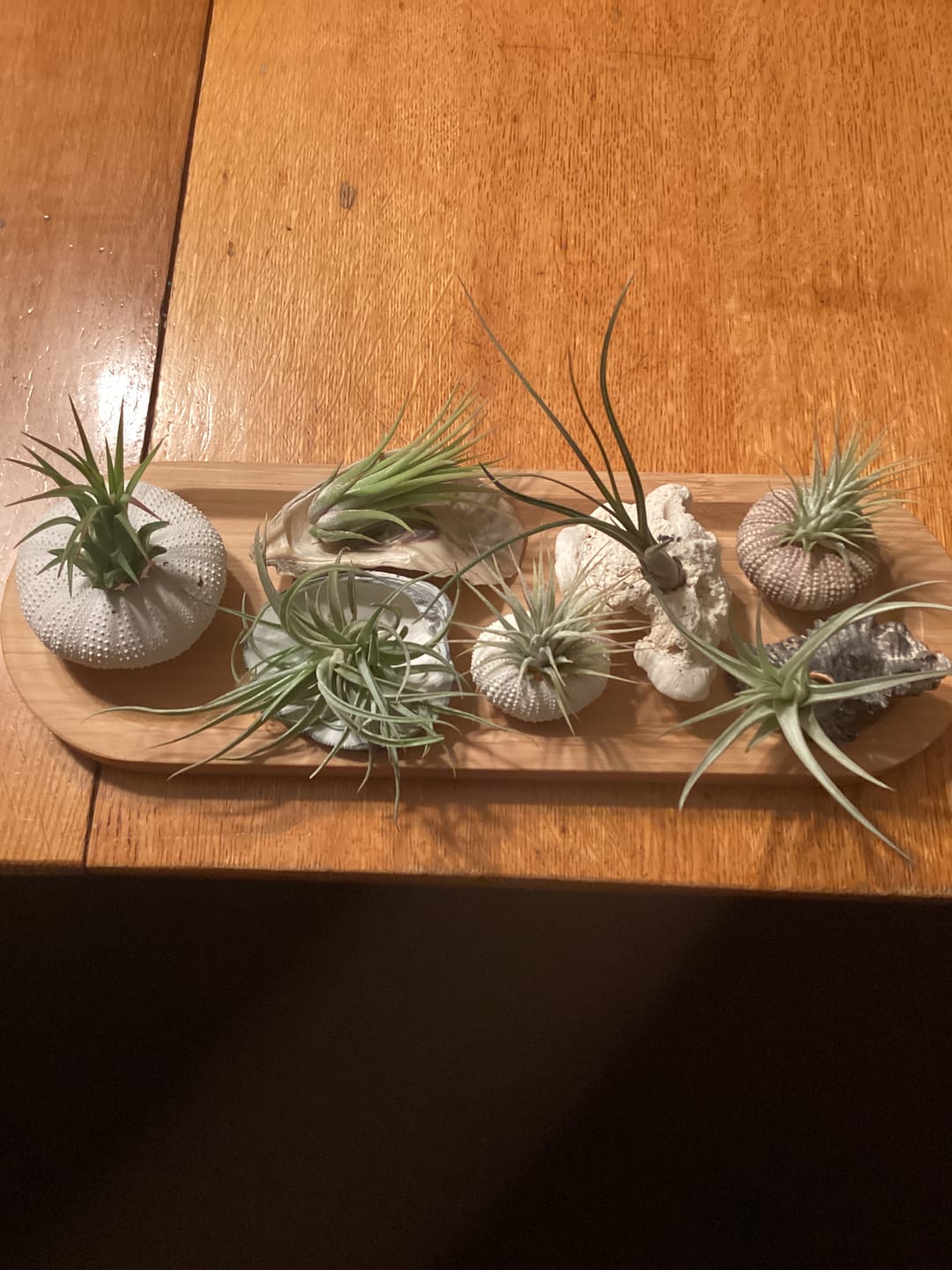 Customer photo review of Wholesale Ionantha Guatemala Medium  (Minimum Order 10)