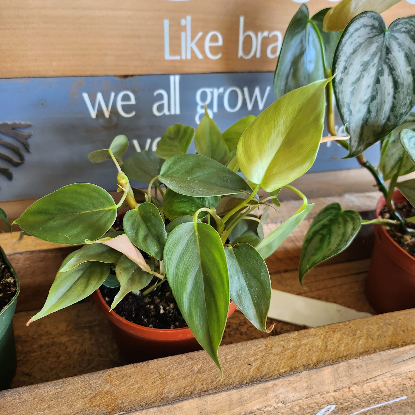 Customer photo review of Philodendron sp. 'Red Mini Machinatza'