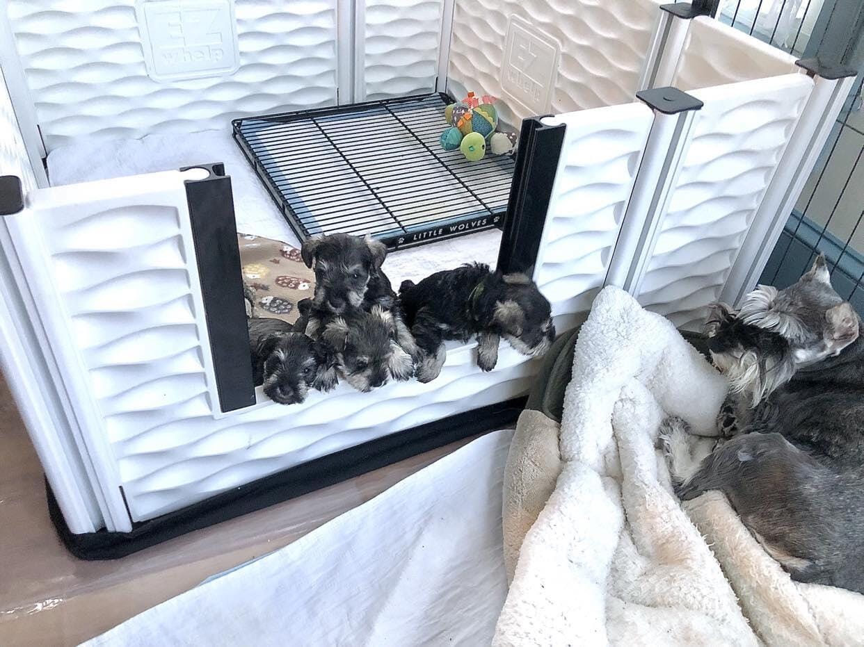 Customer photo review of Little Wolves Potty Tray 22" x 22"