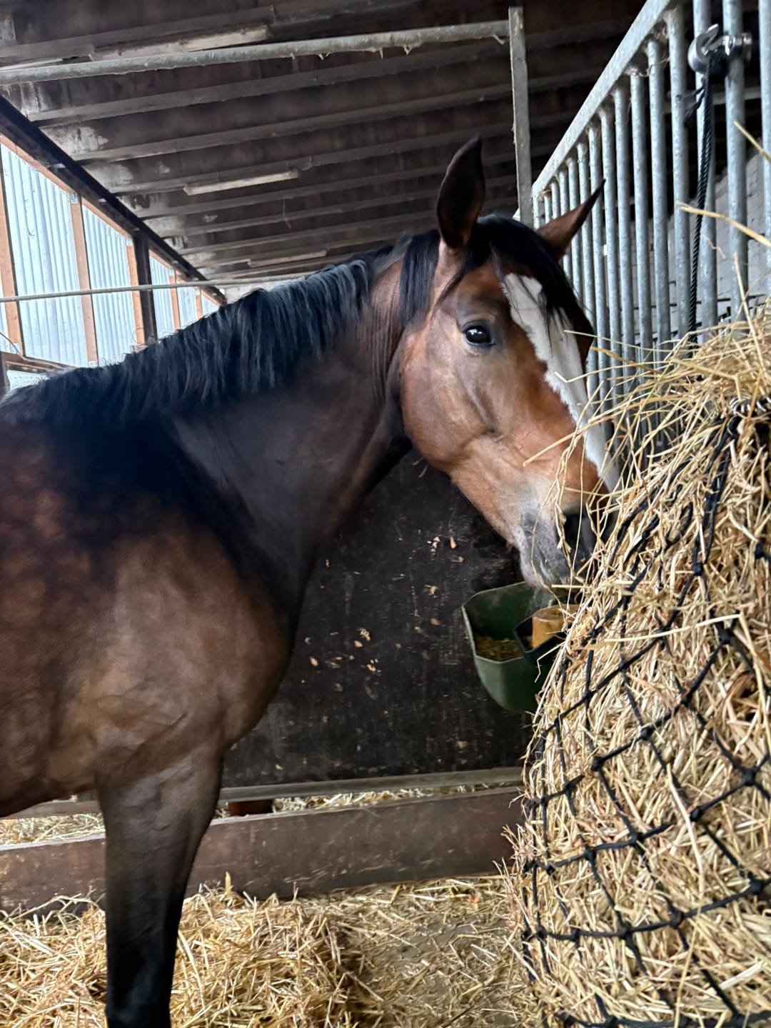 Customer photo review of Kristallkraft Brave Horse
