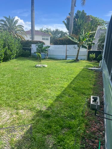 Customer's young Clusia plant thriving in the center of a large, sunny backyard.