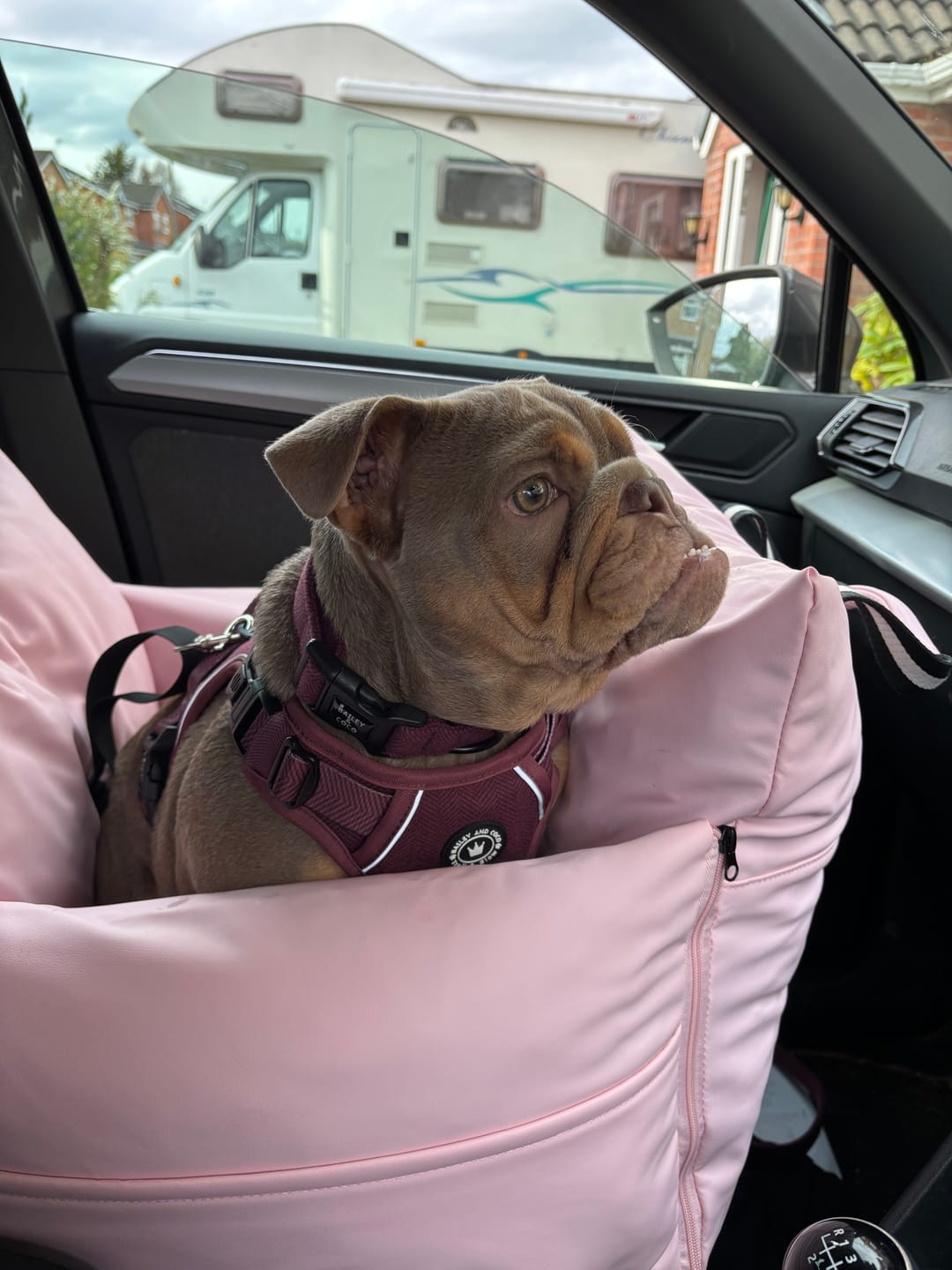 Customer photo review of Adjustable Collar - Mulberry Tweed