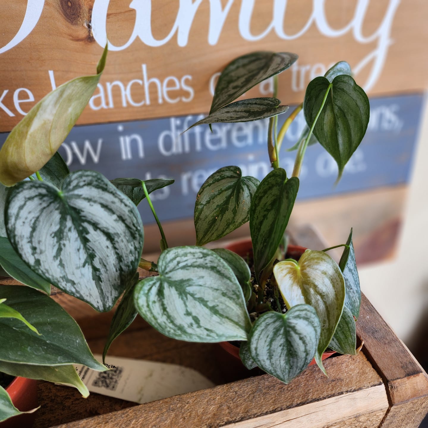 Customer photo review of Philodendron brandtianum