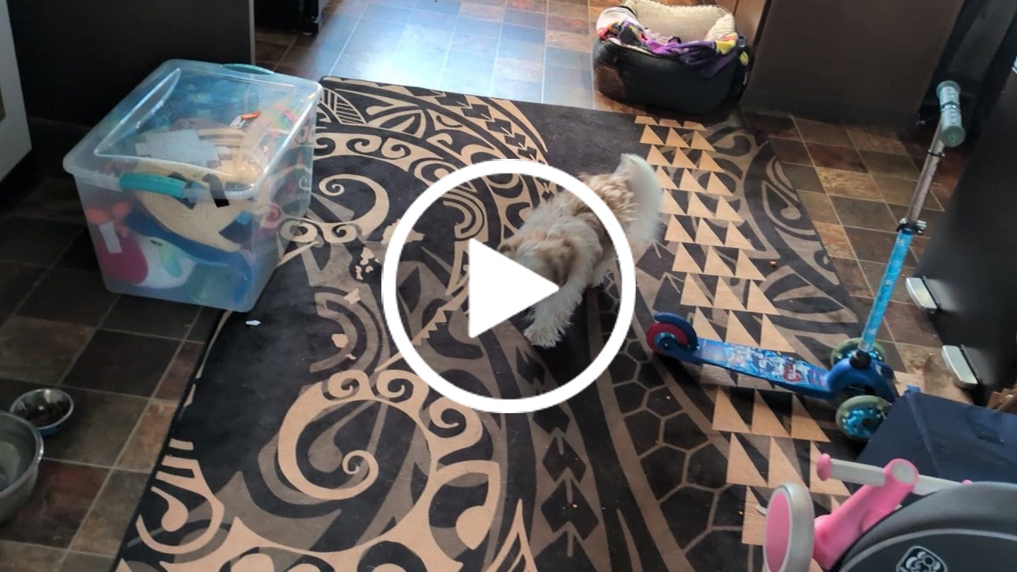 Customer video review of Hawaii Area Rug Hawaiian Map Kakau Style Gold