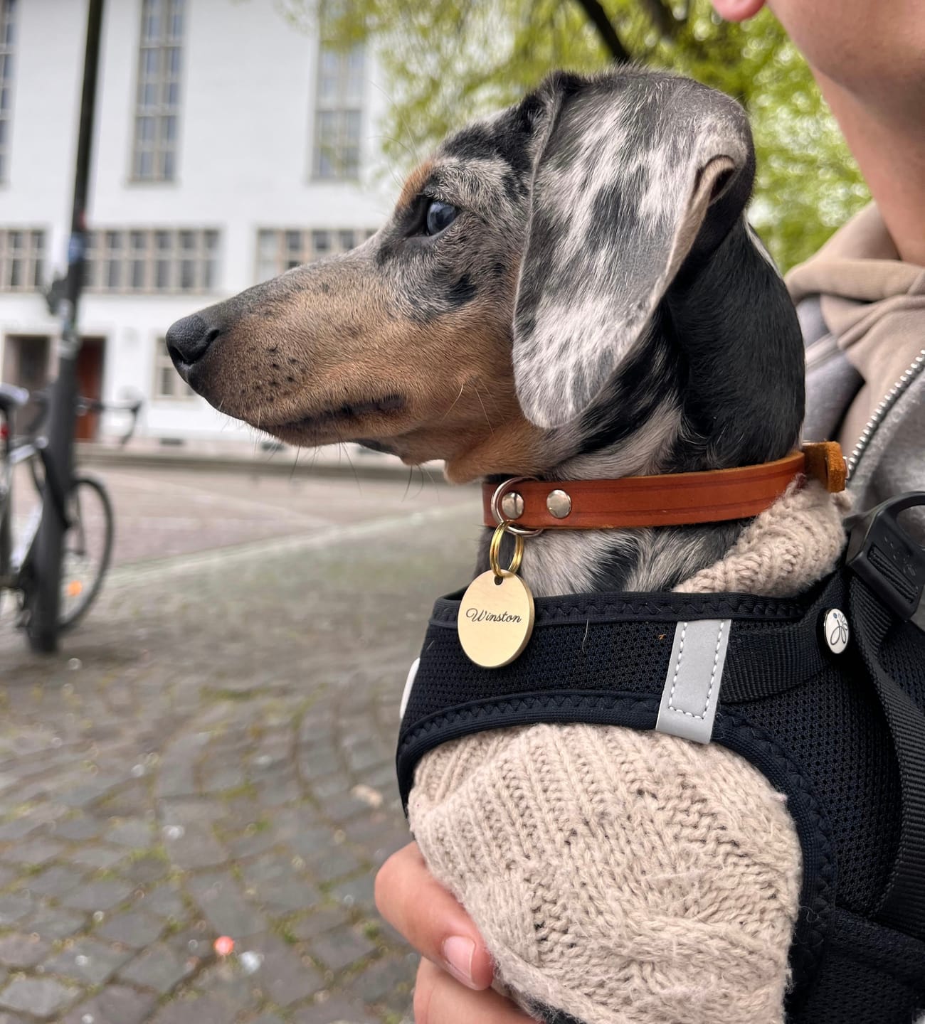 Customer photo review of Hundemarke mit Gravur, Name und Telefon personalisiert, rund, 25mm oder 30mm in verschiedenen Farben