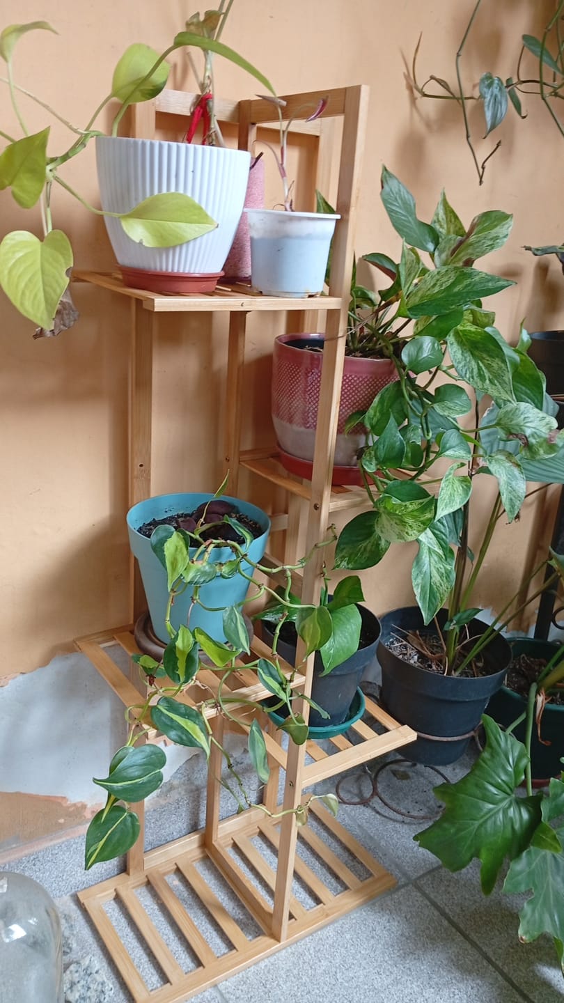 Customer photo review of Soporte para Plantas de 5 Niveles y 7 Niveles Estante Organizador de Macetas