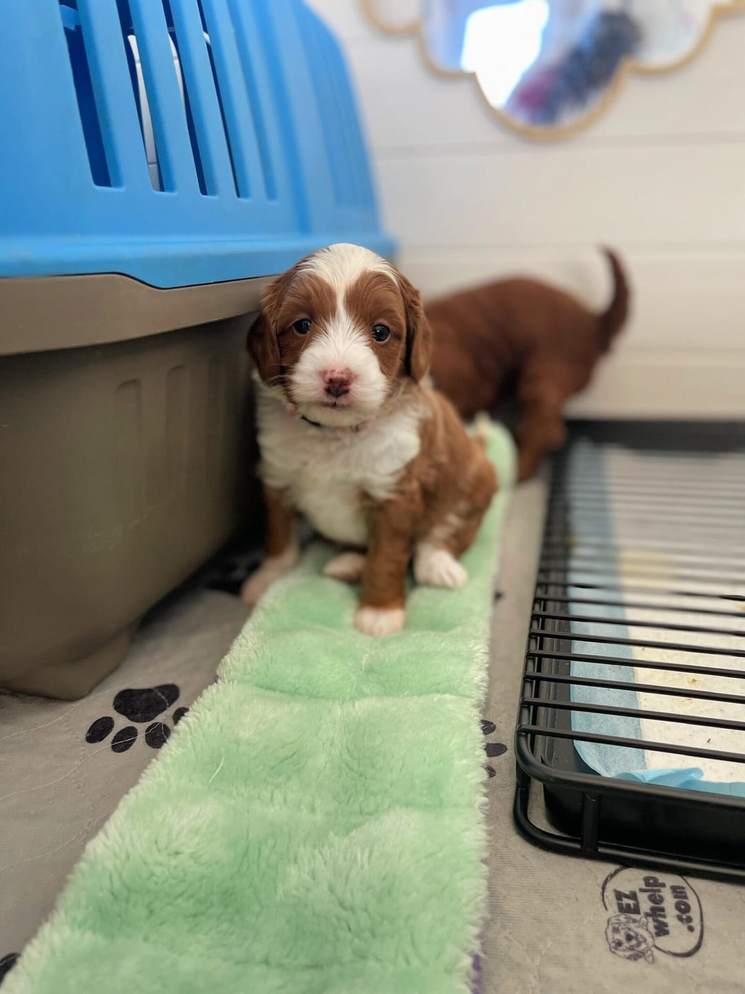 Customer photo review of Little Wolves Potty Tray 22" x 22"