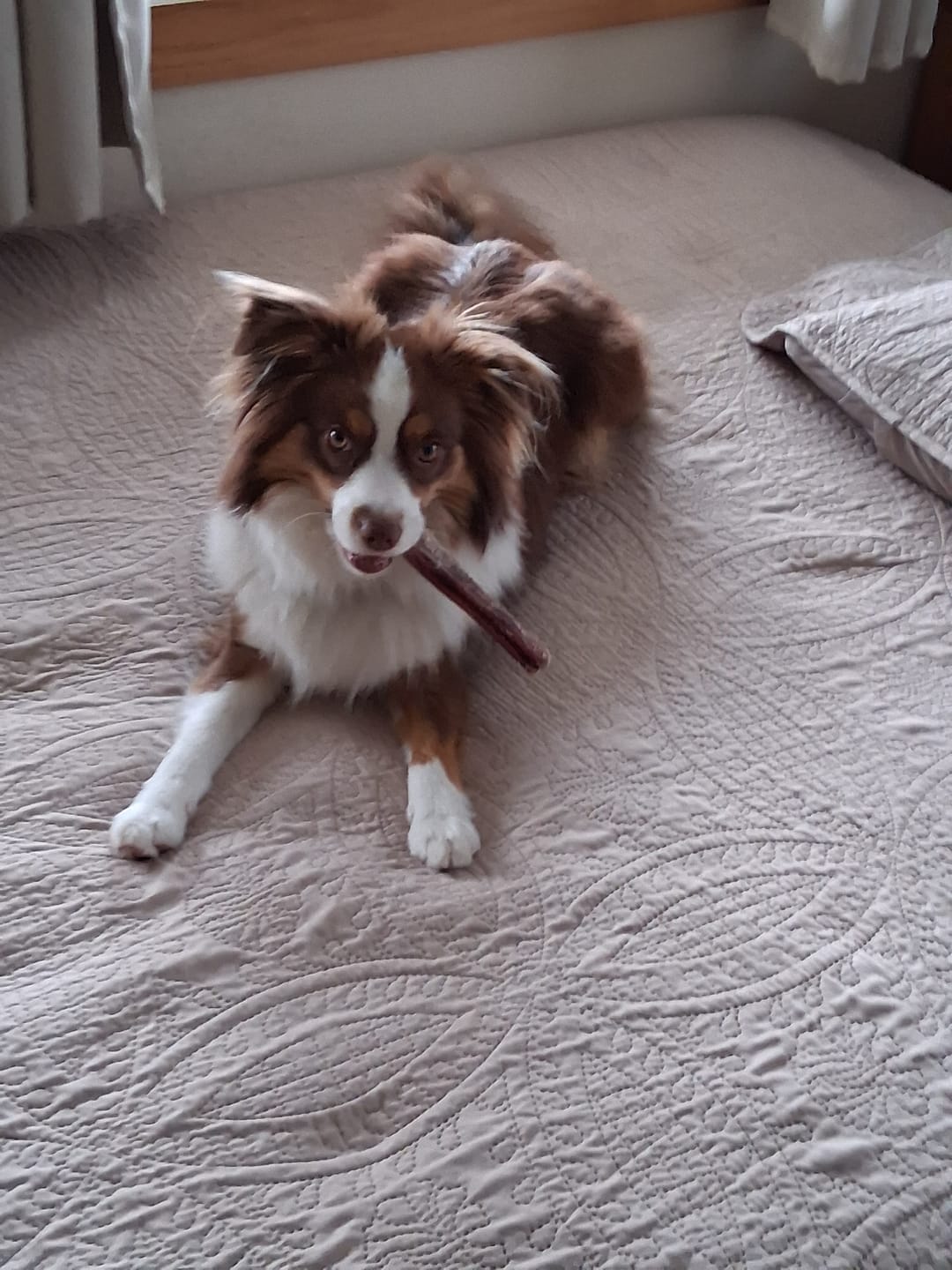 Customer photo review of 6 Inch Monster Bully Stick