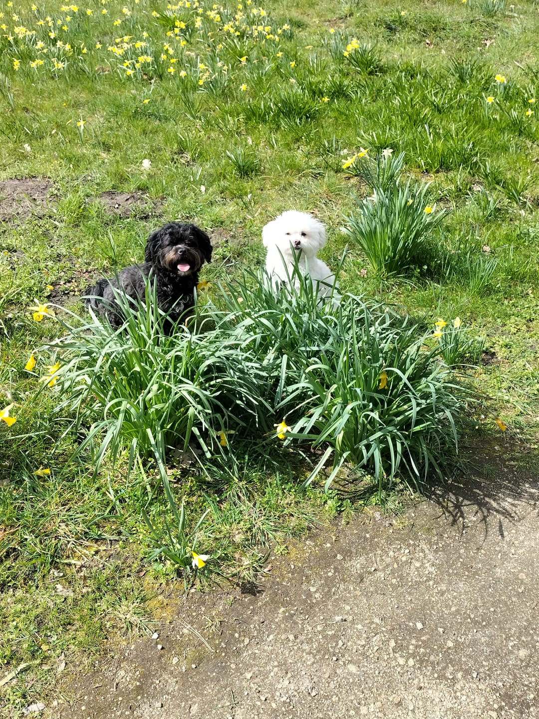 Customer photo review of Beemzy Tandpoeder voor Honden
