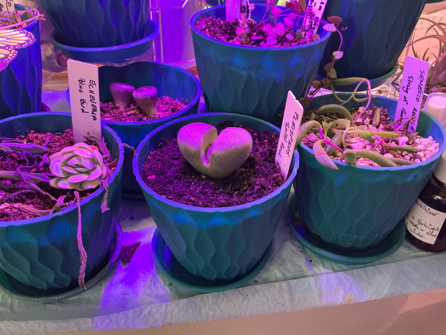 Customer photo review of Pleispilos 'Split Rock'