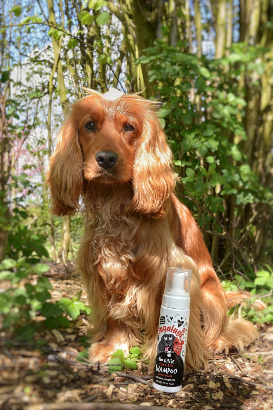 Customer photo review of No Rinse Flea & Tick Shampoo for Dogs