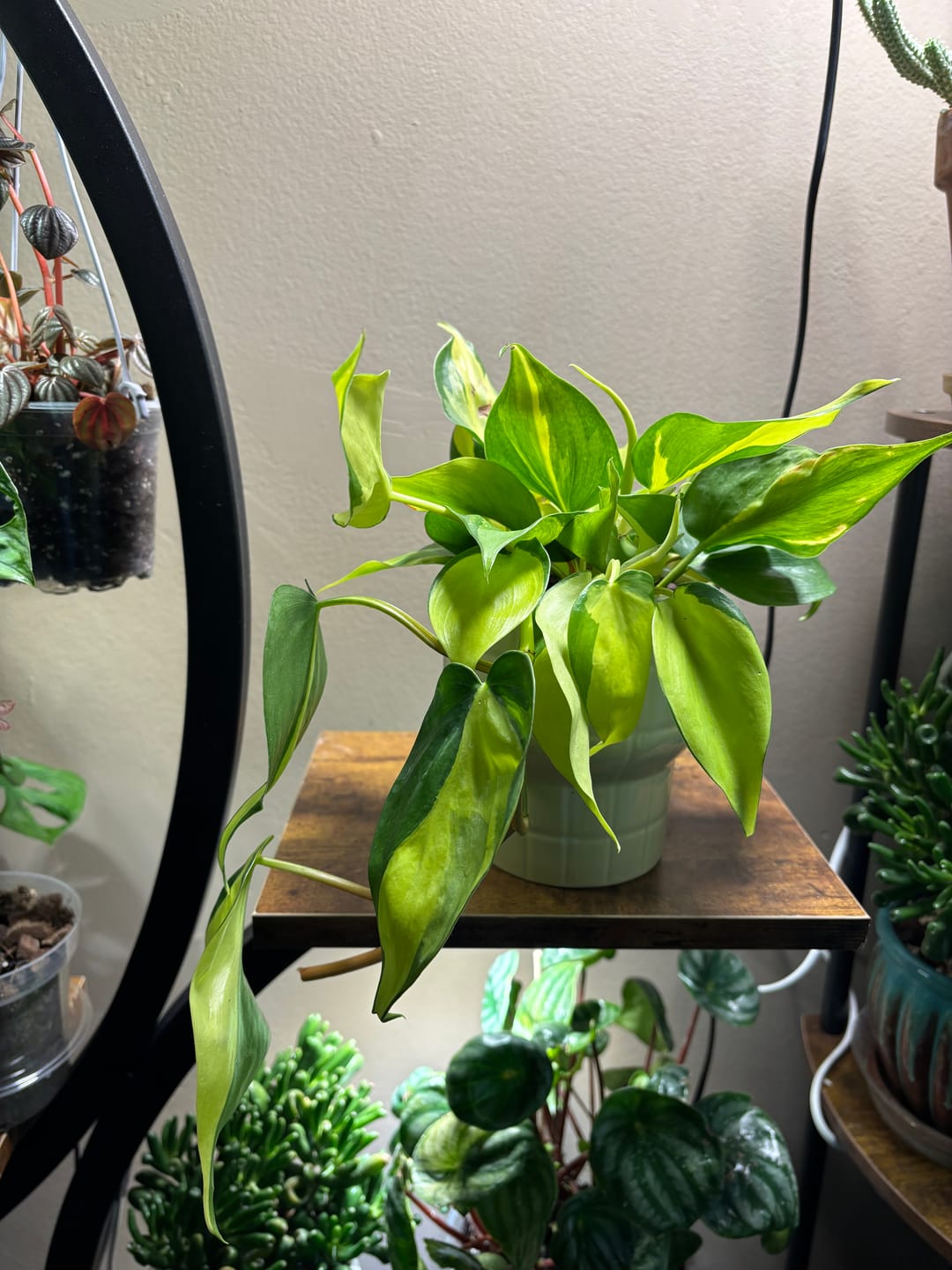 Customer photo review of Philodendron hederaceum 'Brasil'