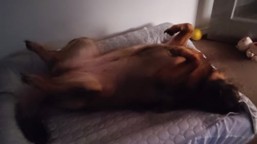 Customer photo review of IcyMates-Cama Anti Golpe de Calor Para Perros