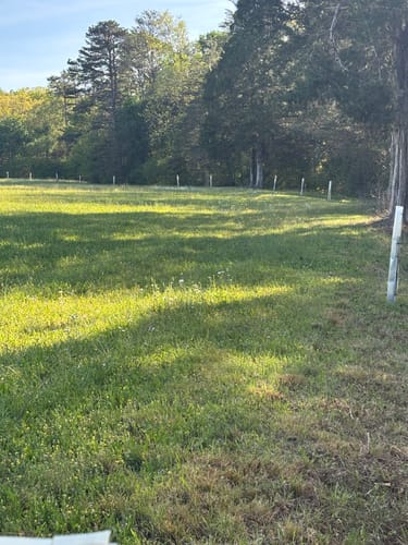 Customer photo review of Late Drop Hybrid Chestnut