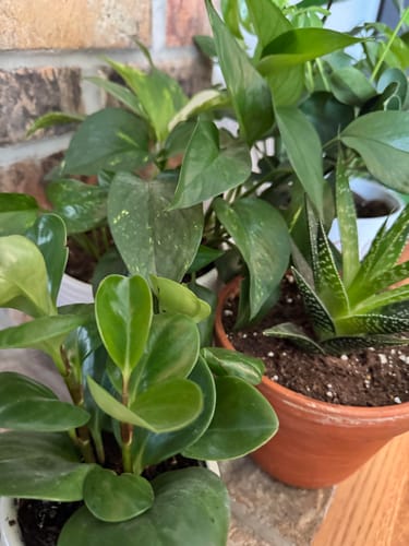 Reviewer's houseplants looking healthy and full after using the Plant Food.