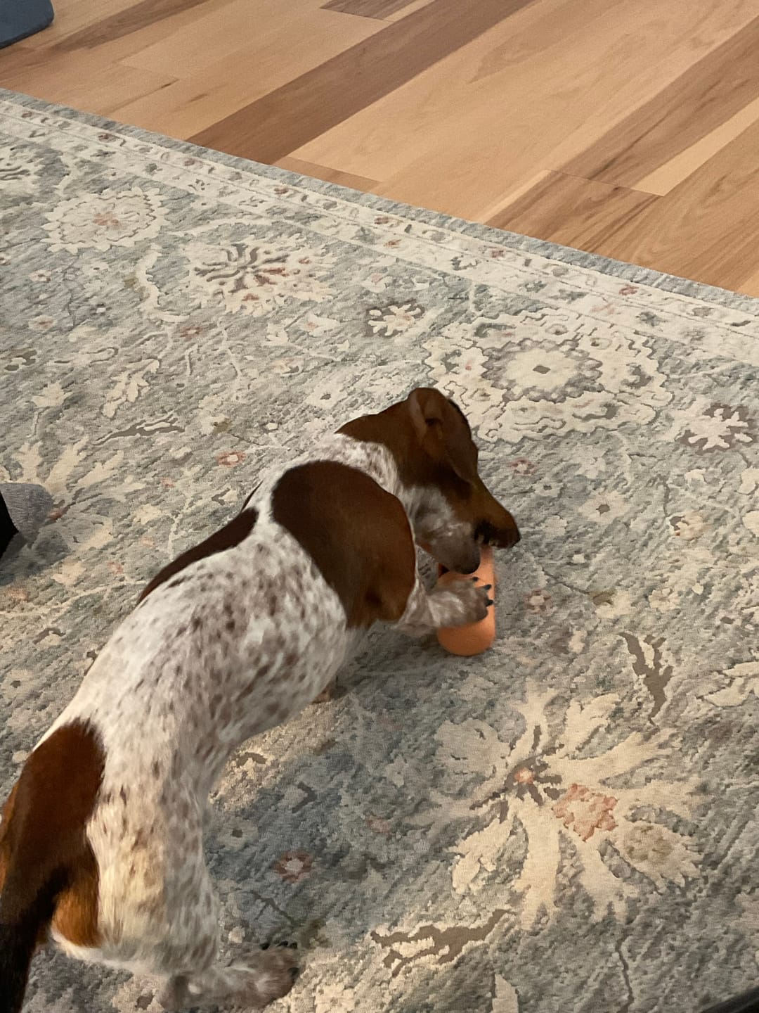 Customer photo review of Pumpkin Yak Chews