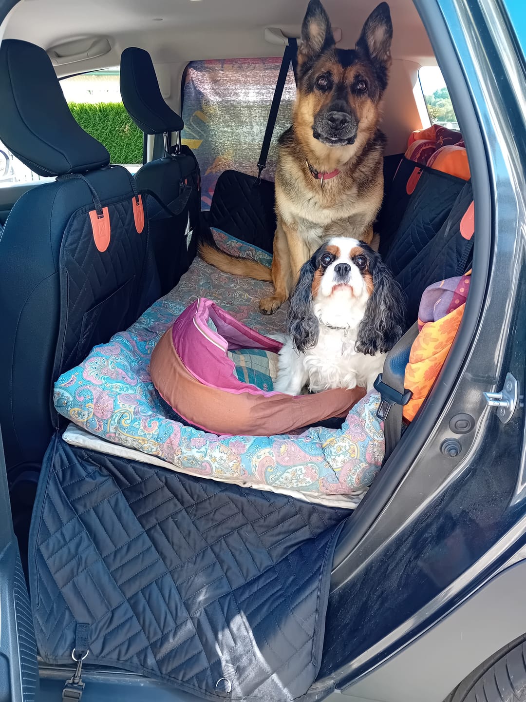 Customer photo review of Housse de voiture pour chien - K9 GuardShield : protection intégrale