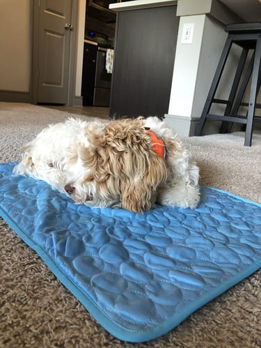 Customer photo review of IcyMates-Cama Anti Golpe de Calor Para Perros