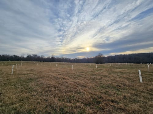 Customer photo review of Hybrid Chestnut