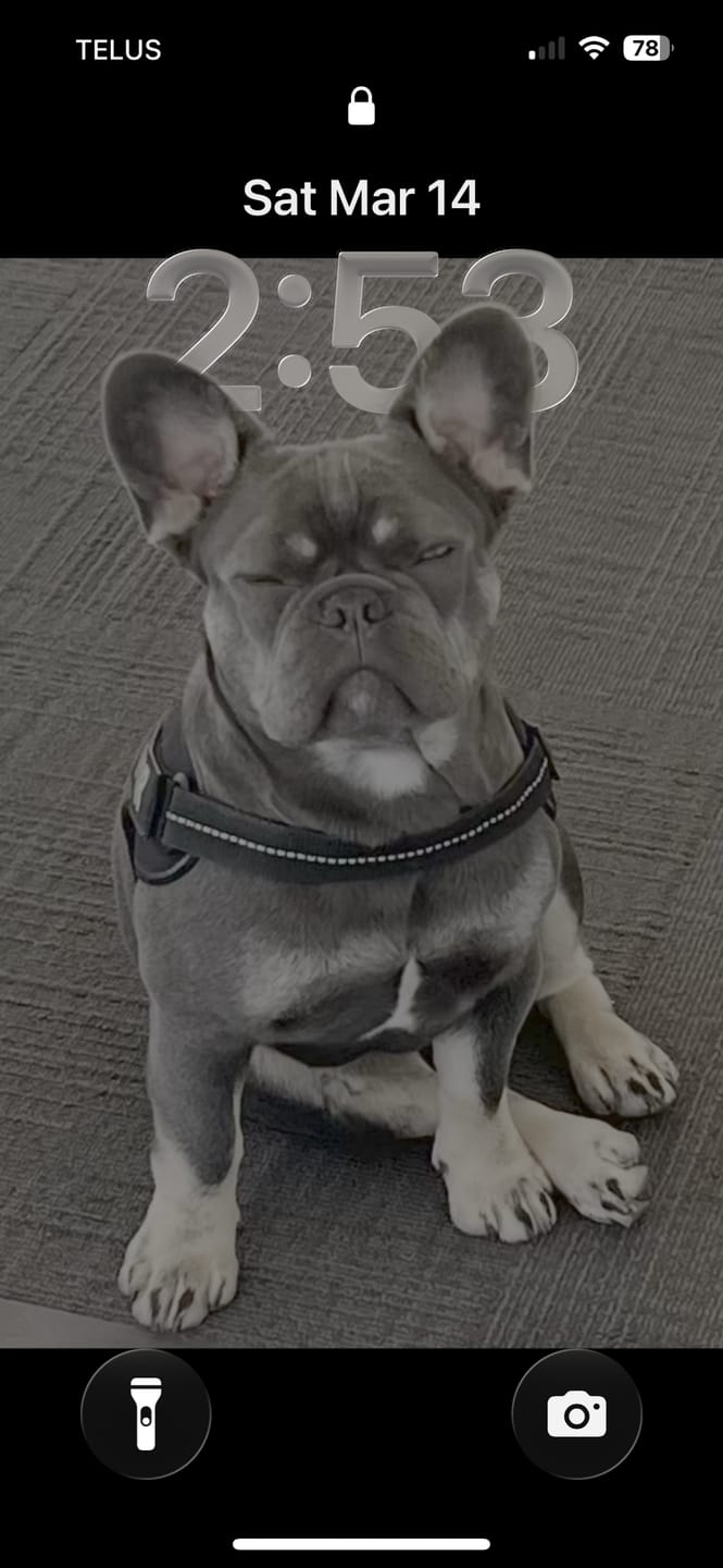 Customer photo review of Himalayan Yak Chew (MEDIUM)