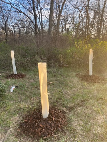 Customer photo review of Tree Pro Grow Tubes