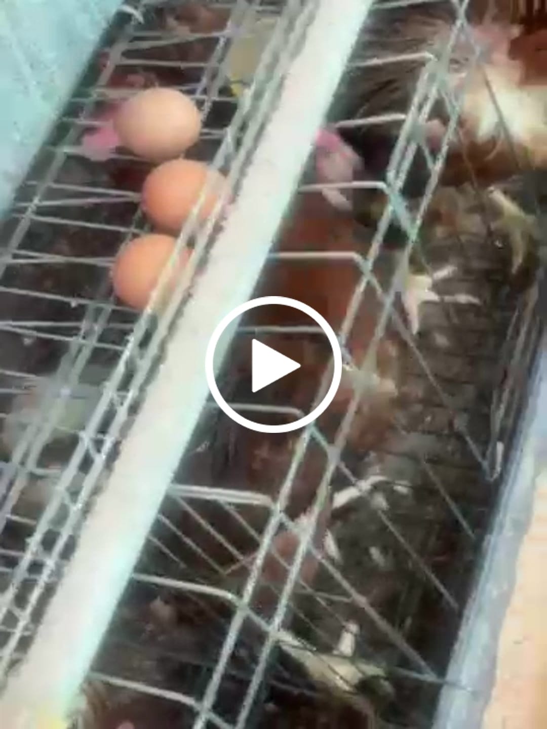Customer video review of Avi Layer & Breeder (Fertility, Egg Quality & Skeletal Support for All Birds)