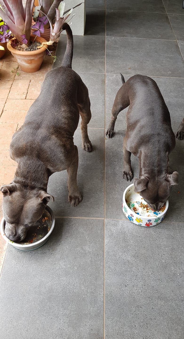 Customer photo review of Primal Raw Green Tripe | Immune & Digestive Health Dogs & Cats