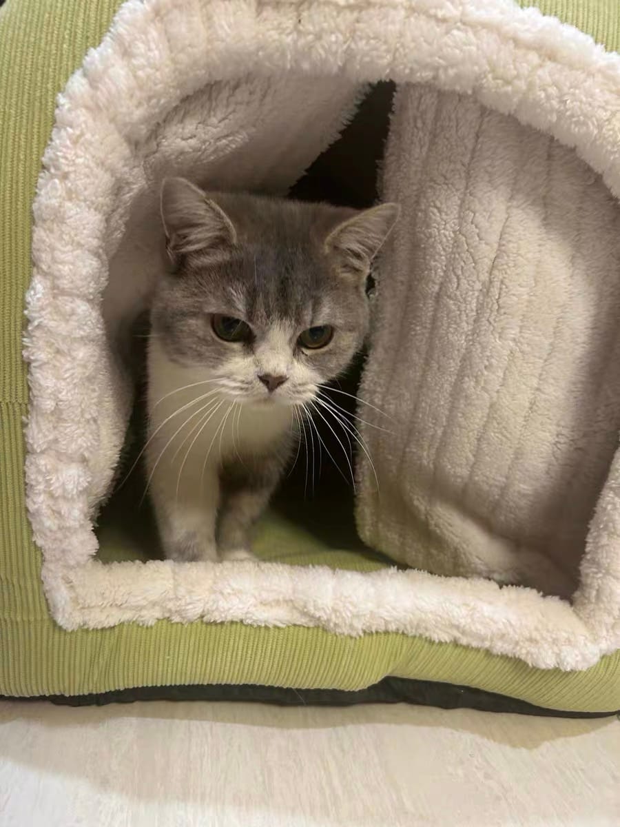 Customer photo review of The Cozy Cottage Pet Bed – A Snug Home for Your Furry Friend