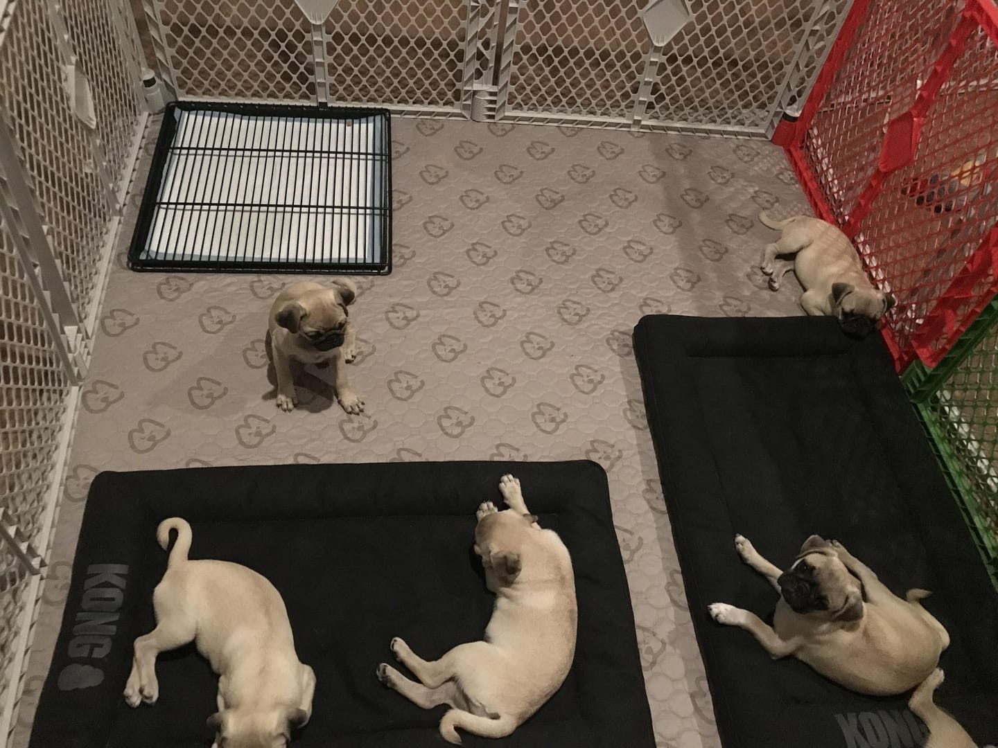 Customer photo review of Little Wolves Potty Tray 22" x 22"