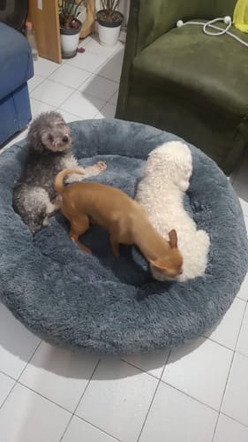 Un cliente muestra a sus tres perros pequeños compartiendo la espaciosa Cama Antiestrés para Perros de color gris.