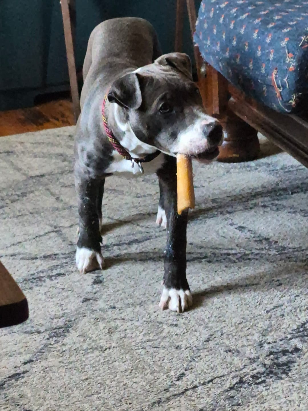 Customer photo review of Split Beef Cheek Sticks