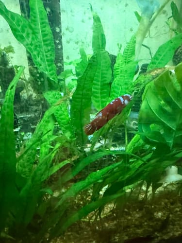 Customer's red and white Koi Betta fish swimming among tall green aquatic plants.