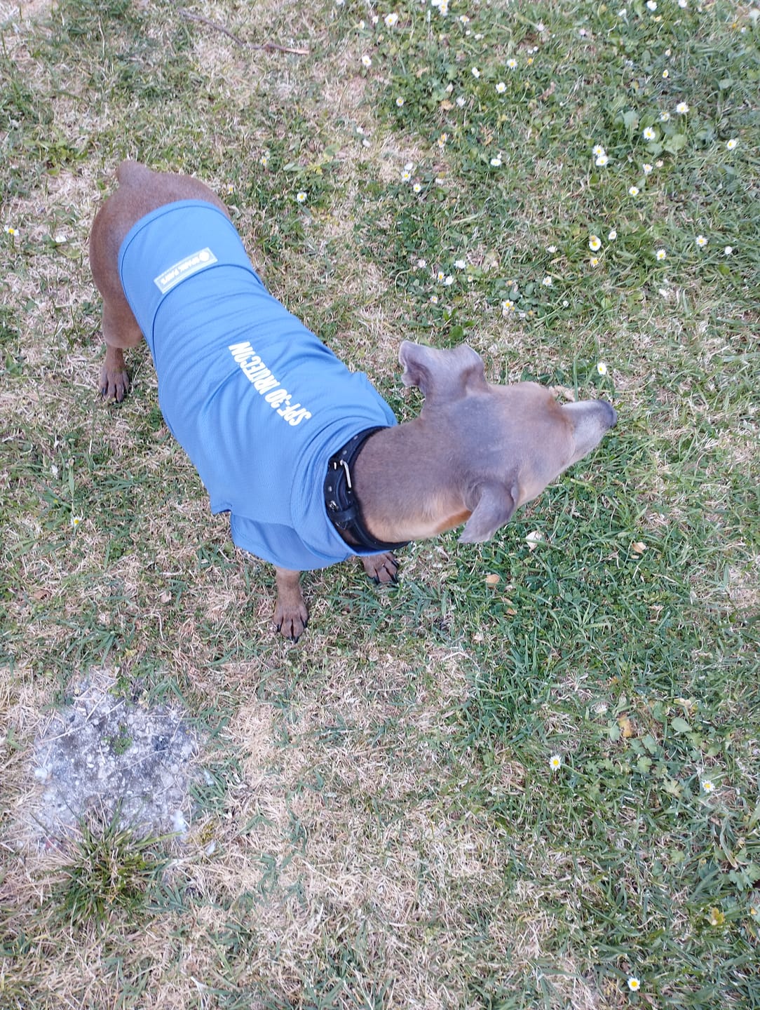 Customer photo review of Sunblock Dog T-Shirt - Navy Blue