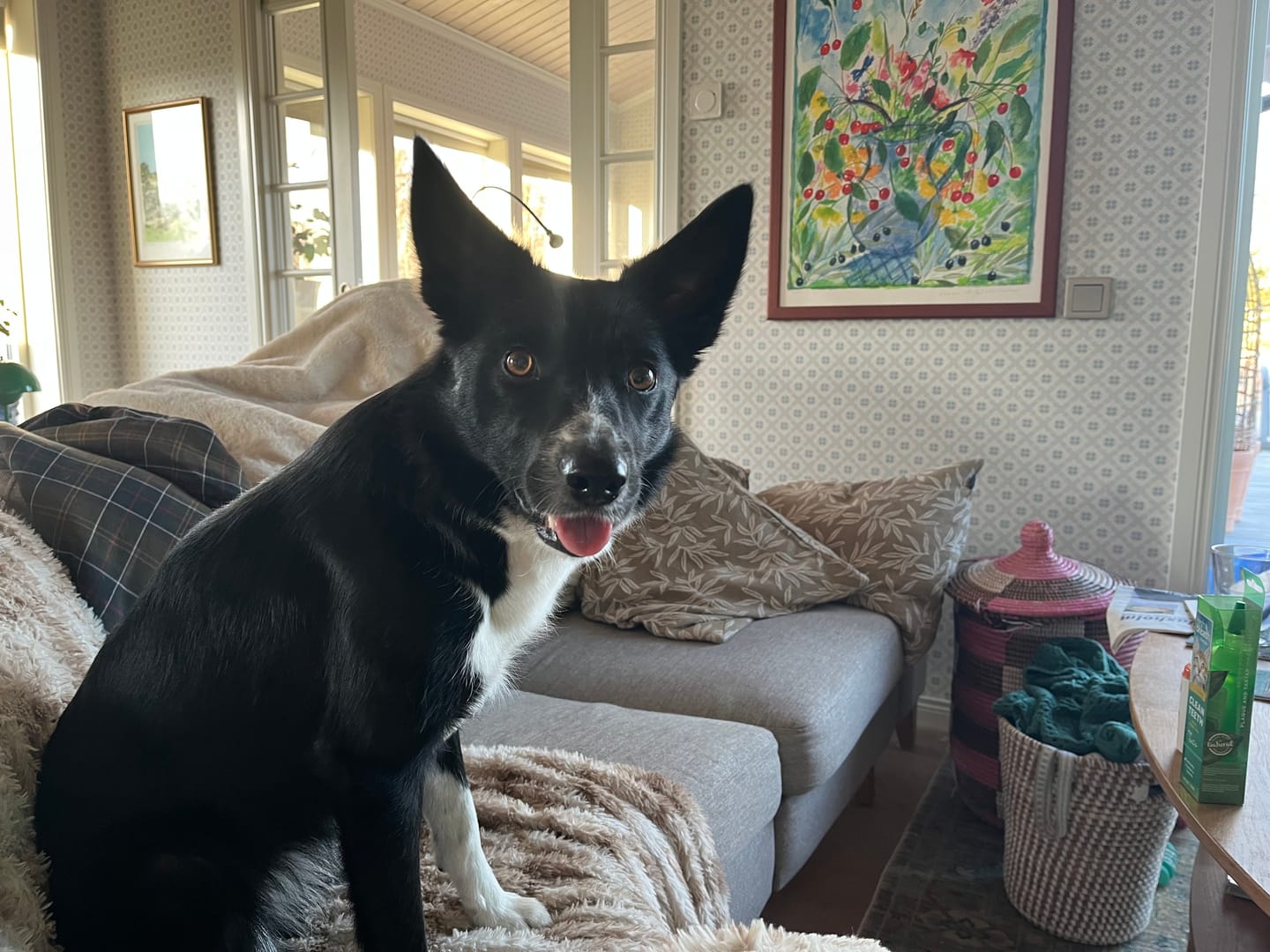 Customer photo review of Hundfoder Lamm & Ris, 2kg