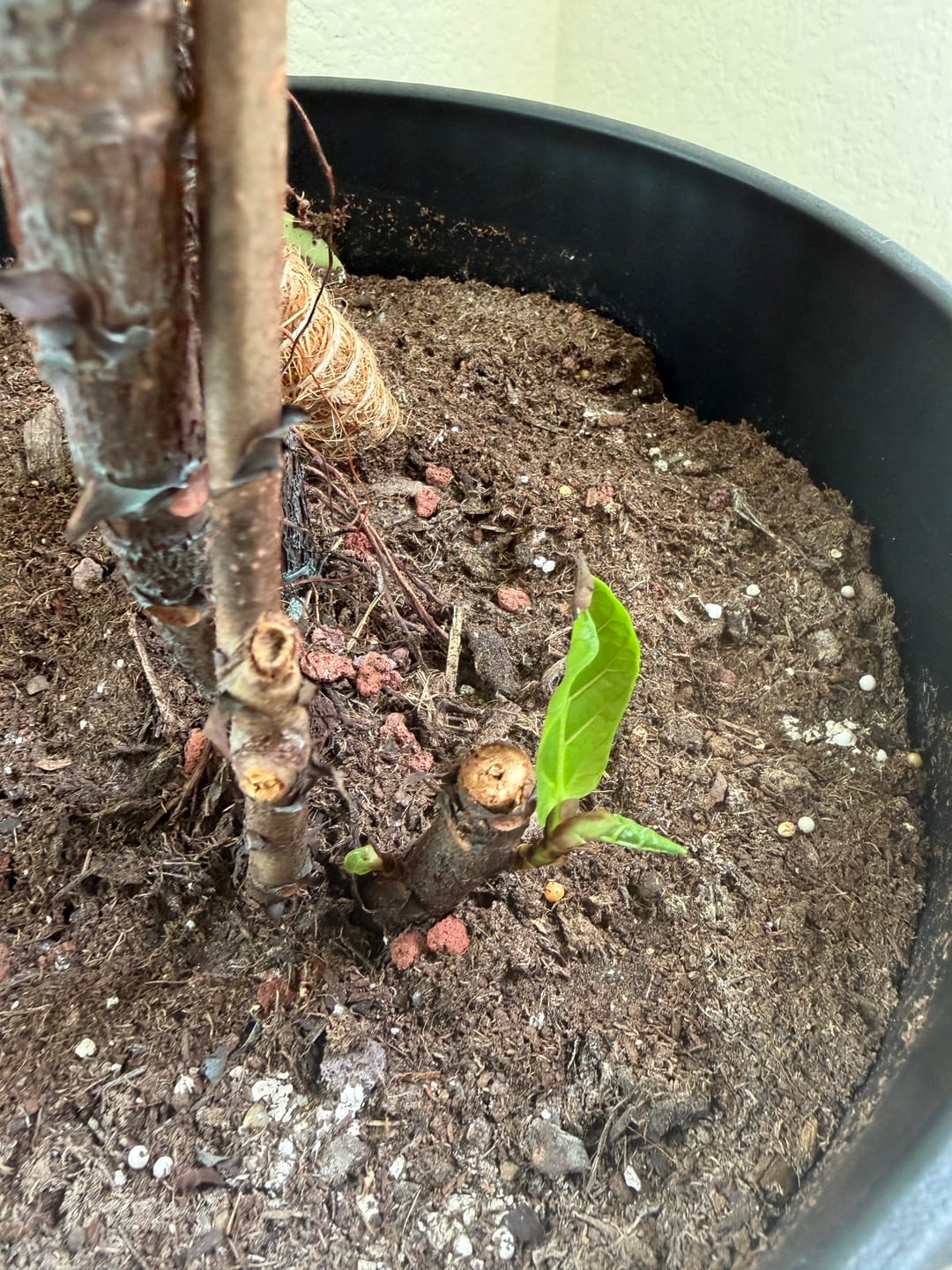 Customer photo review of Root Boost