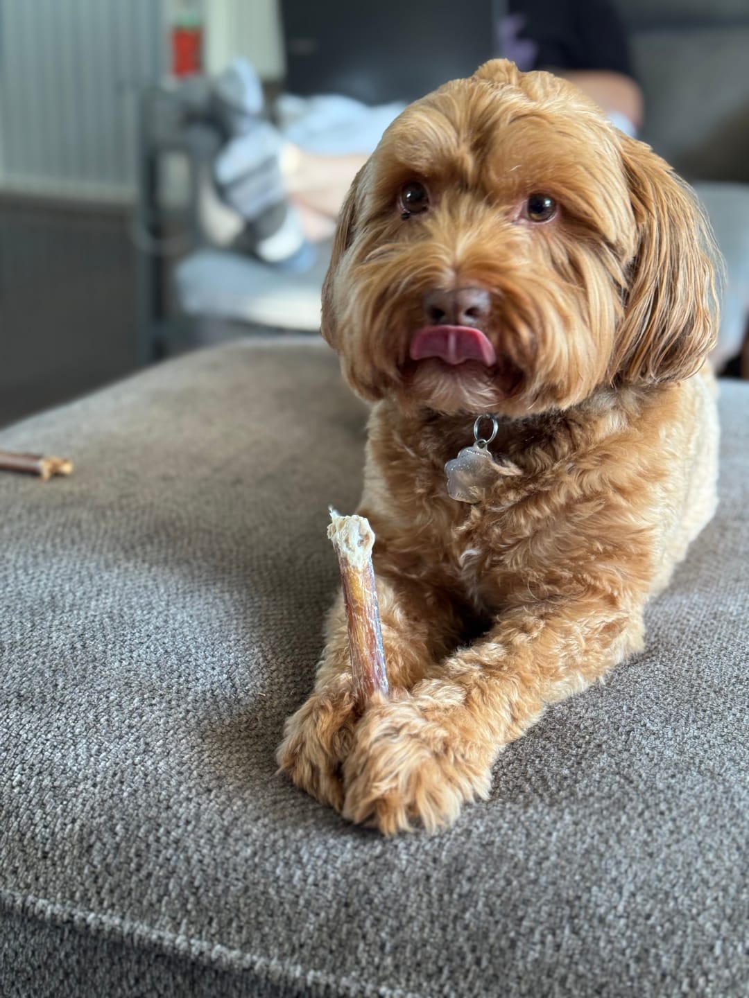 Customer photo review of 6 Inch Standard Bully Stick