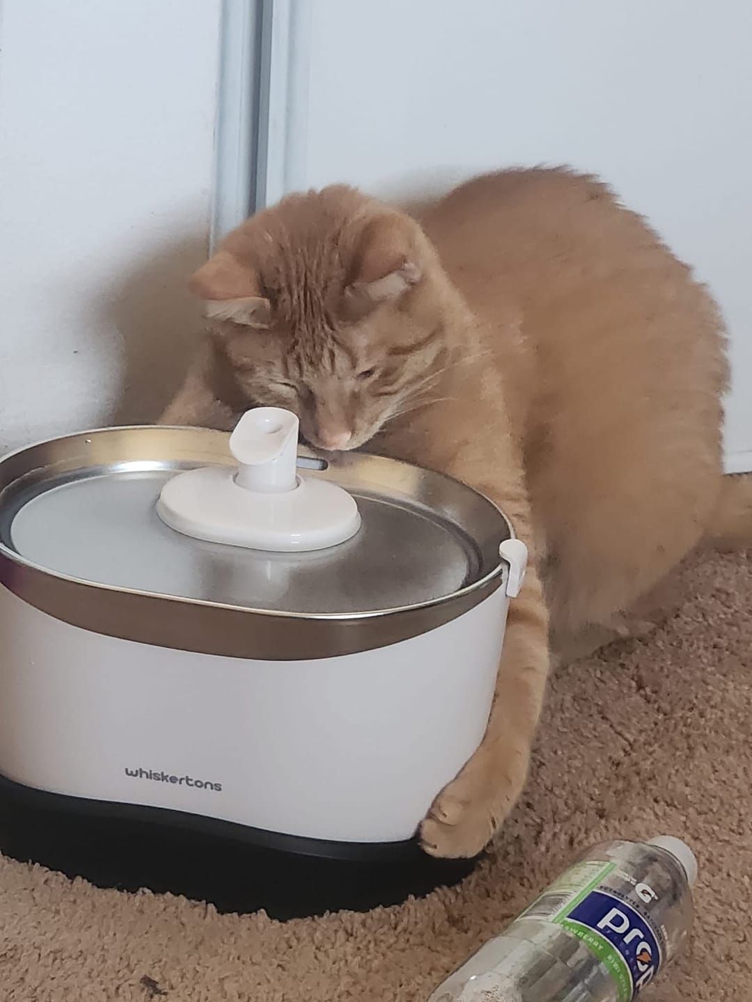Customer photo review of EverMount Battery-Operated Pet Water Fountain