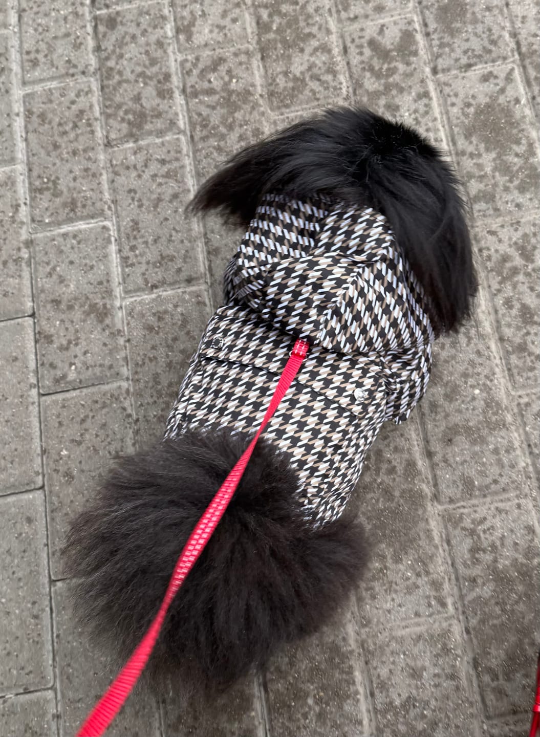 Customer photo review of BOSS Dog Rain Jacket