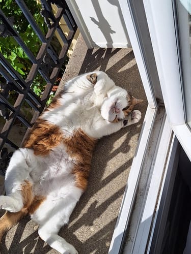 Le chat d'un client, détendu et heureux, se prélasse sur un rebord de fenêtre ensoleillé après avoir apprécié les croquettes.