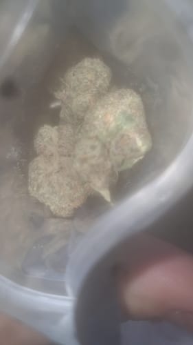Close-up: Reviewer showing several dense green buds inside a translucent bag, mentioned in the product review.