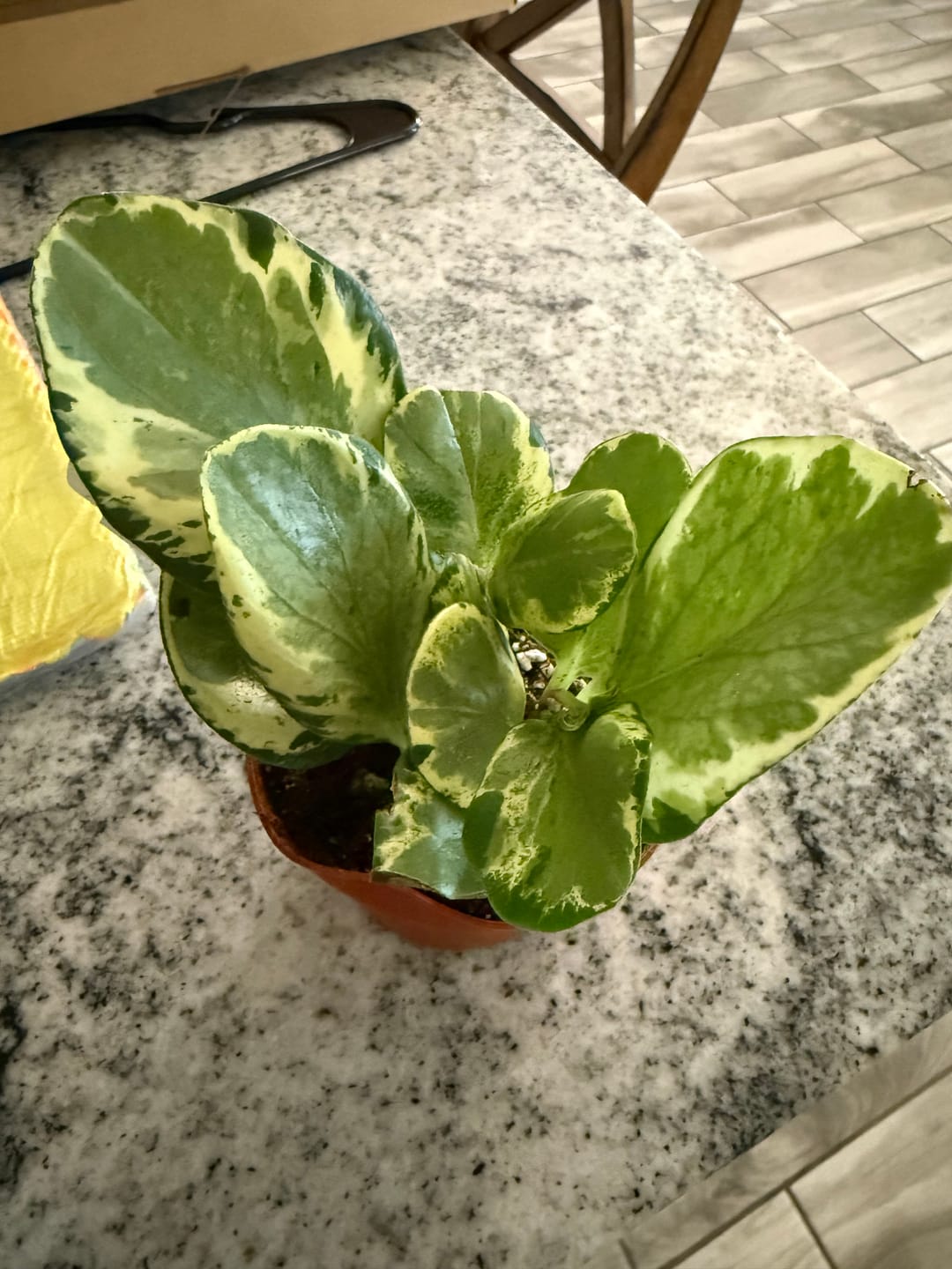 Customer photo review of Peperomia obtusifolia 'Golden Gate'